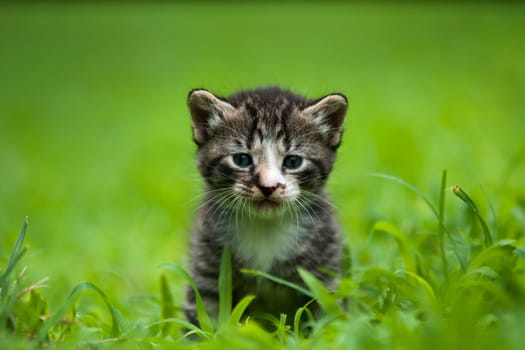 Adorable little kittens a great pet to adopt and own