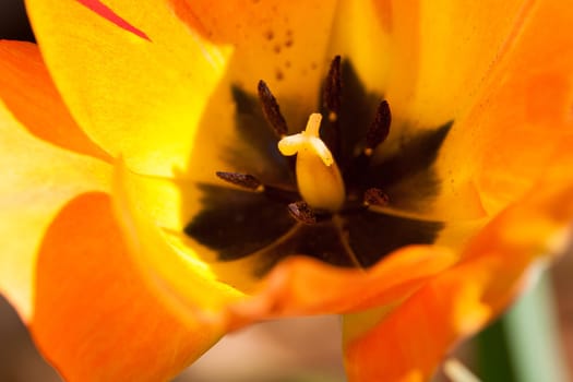 orange tulip