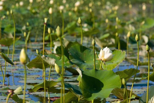 water lillies