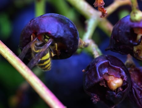 wasp on grapes