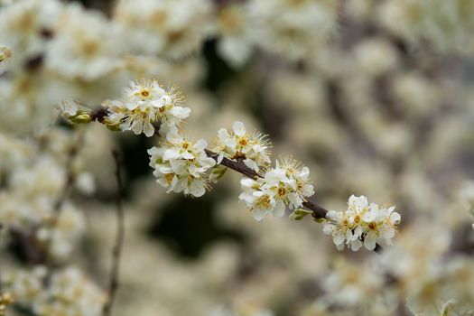 spring bloom







SONY DSC