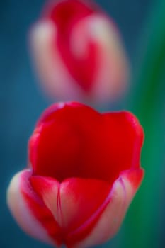 red tulips