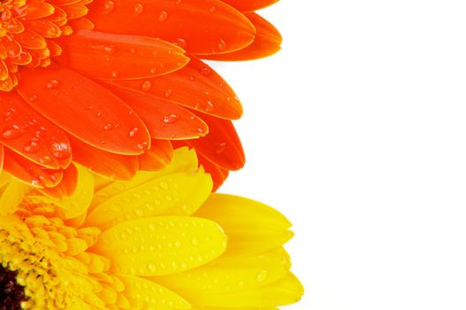 Orange and Yellow Gerbera Flowers with Droplets closeup as frame