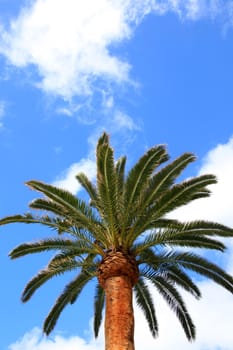 Palm on blue sky background