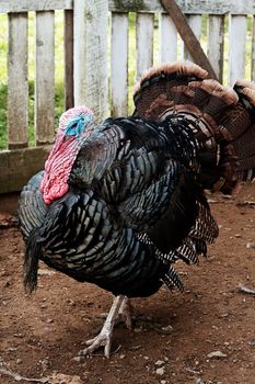 Closeup of a live male turkey inside a pin. Extreme shallow depth of field. 
