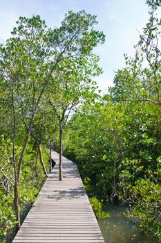 Broadwalk in Mangrove Forest in thailand