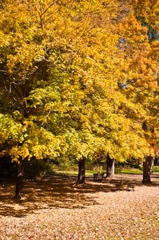 A view of brilliant fall foliage.