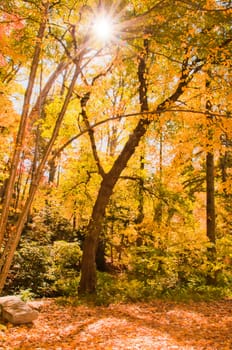 A view of brilliant fall foliage.