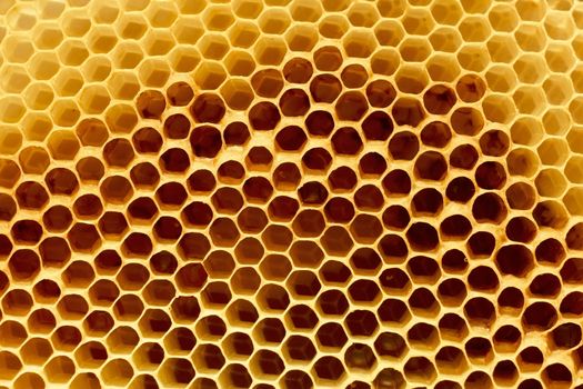 Fragment of honeycomb with empty cells in bright sunlight