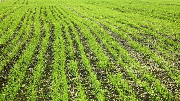 Field sown with rows of wheat plants in autumn