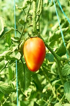 Single tomato hanging on a branch in greenhouse