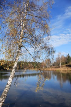 Autumn landscape. Birch with yellow leaves against blue sky and lake