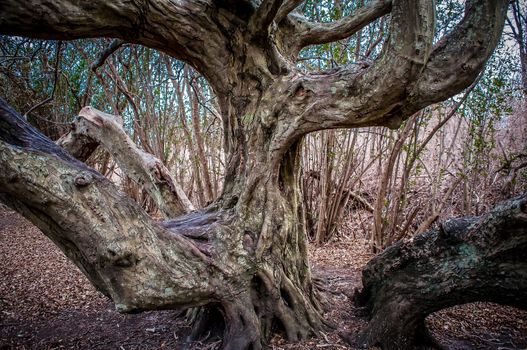 ancient tree limbs