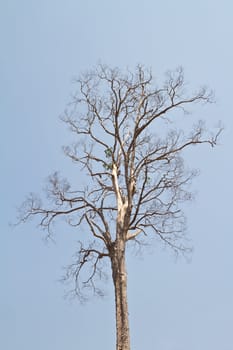 Dead tree against blue sky