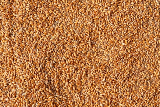  Grains of wheat in closeup view perfect agriculture texture image                              