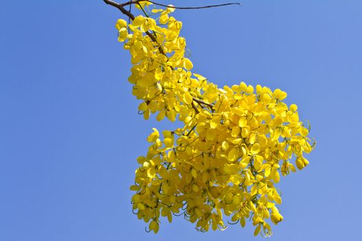 Golden shower flower on blue sky