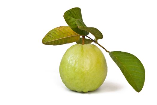 Guava with leaves on with background