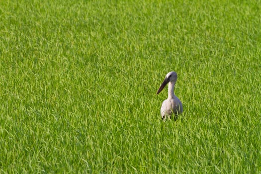 Openbill ibis bird in paddy