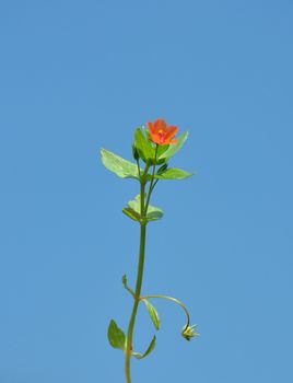 Scarlet pimpernel (Anagallis arvensis)