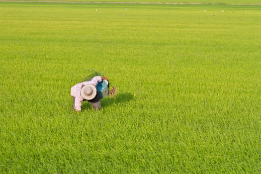 Farmer pulling grass in paddy