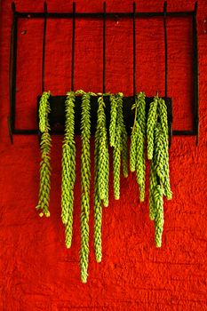 A green potted plant set against a red wall.