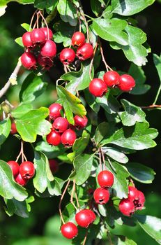 Midland hawthorn (Crataegus laevigata)