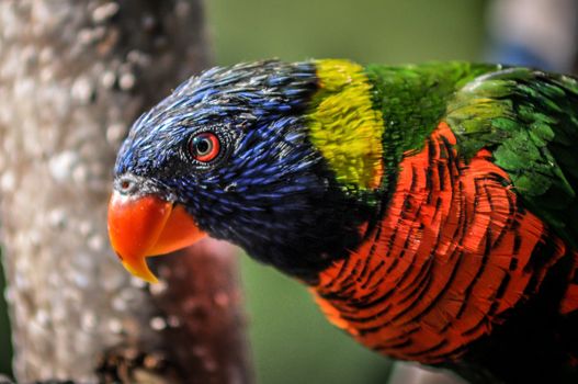 rainbow parrot