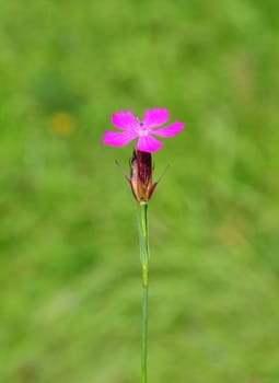 Carthusian pink (Dianthus carthusianorum)