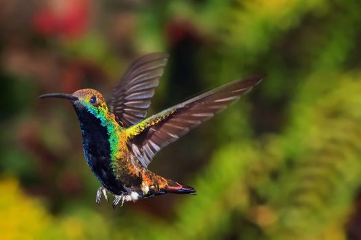 A hummingbird in flight preparing to land.