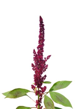 Red amaranth (Amaranthus cruentus)