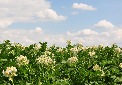 Potato field