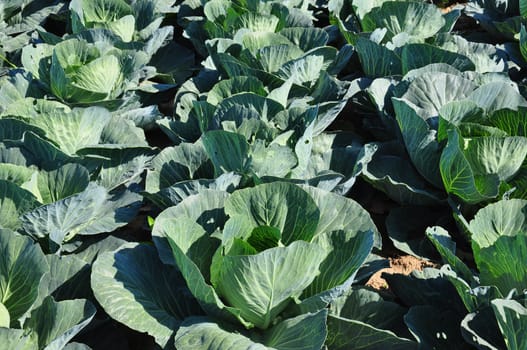 Cabbage field