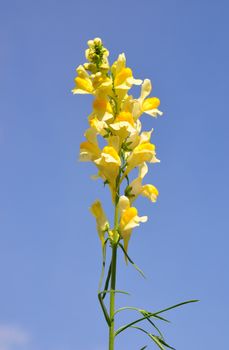 Common toadflax (Linaria vulgaris)