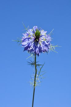 Love-in-a-mist (Nigella damascena)