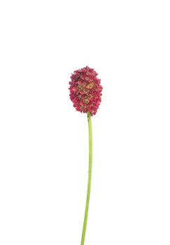 Great burnet (Sanguisorba officinalis)