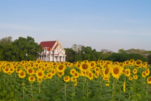 Temple and sunflower field in thailand