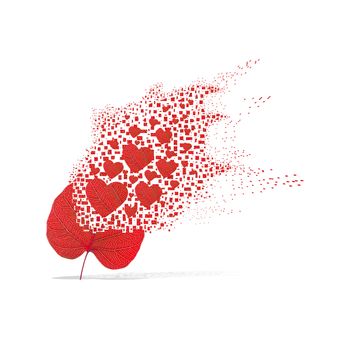 Red leaf of heart on white background