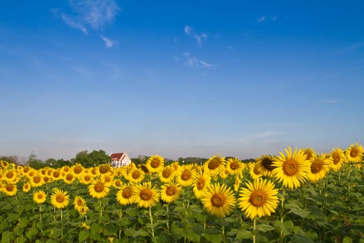 Temple in sunflower field in thailand