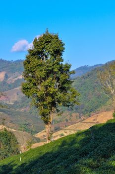 Lonely Trees stand alone among step of tea plantation.