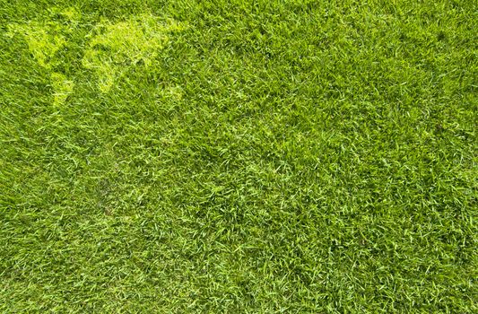 World map icon on green grass texture and  background