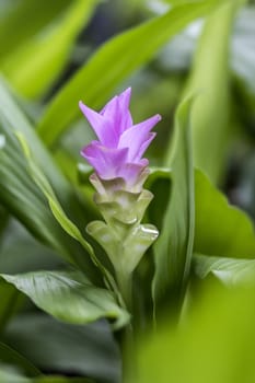 Purple flower blooming in the garden with green leaves.