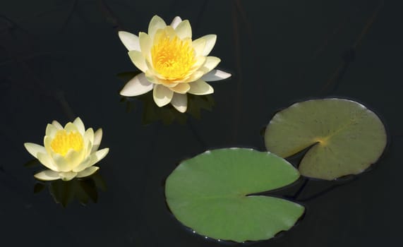 Beautiful lotus bloom in the pond with lotus leaves.