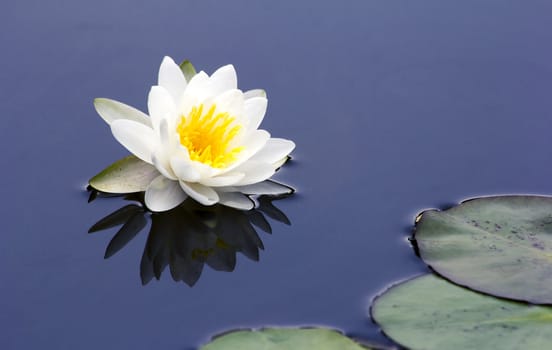 Beautiful lotus bloom in the pond with lotus leaves.