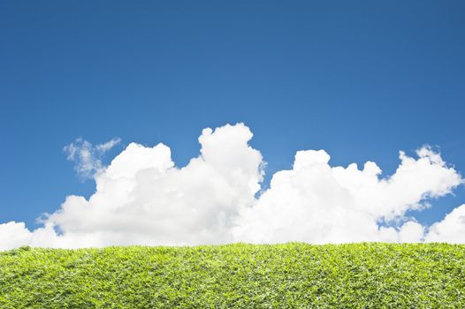 Field of grass and blue sky 