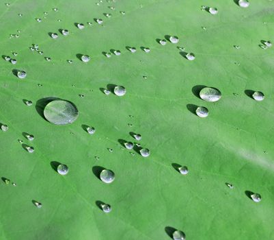 Lily pads on the surface. Lotus leaf with water drops after rain
