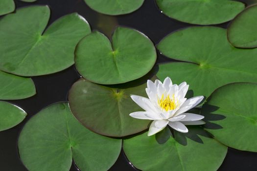 Closeup white lotus flower in the lake
