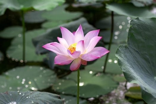 Closeup pink lotus flower in the lake