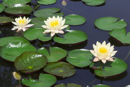 Closeup white lotus flower in the lake