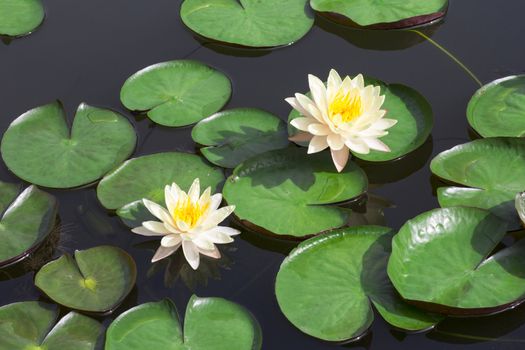 Closeup white lotus flower in the lake