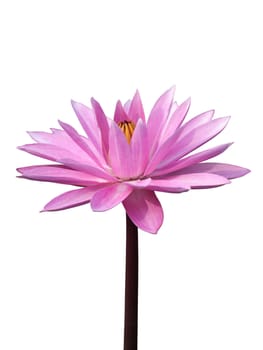 Waterlily isolated on white